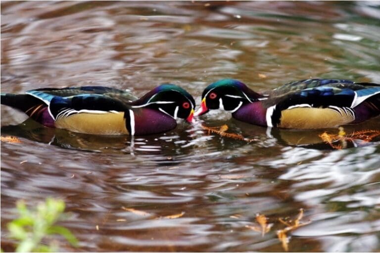 Press release: Wildlife refuge closures in Land Between the Lakes
