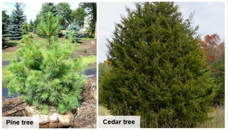 LBL offers Christmas tree permits
