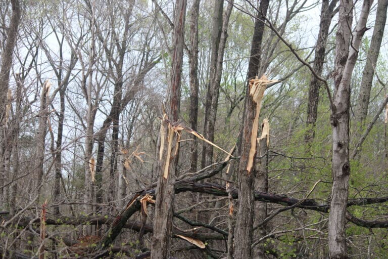 National Weather Service confirms two tornados in Calloway County