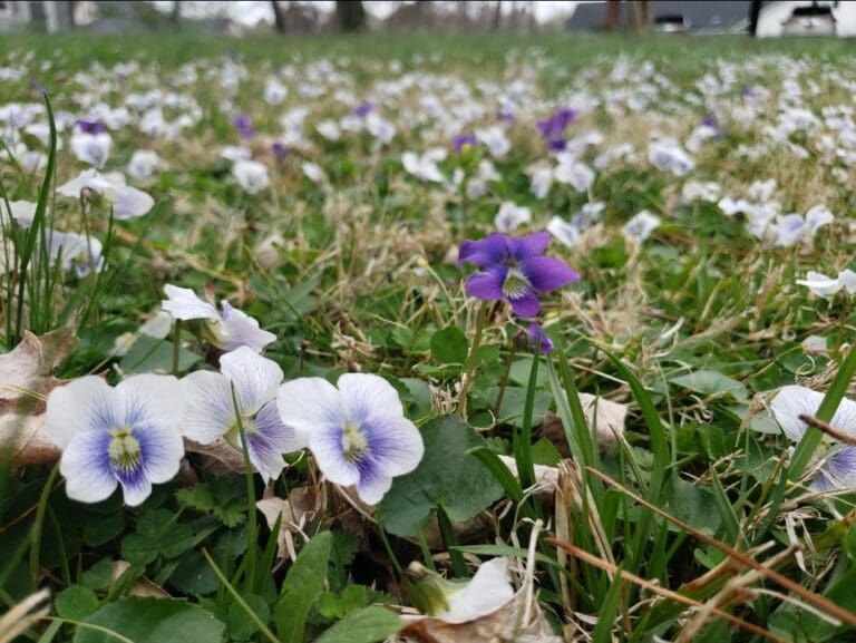 Obituaries – May 2025