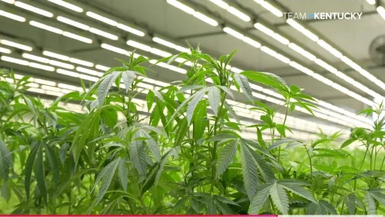 Making history: Mayfield business becomes first to cultivate medical cannabis (Press Release)