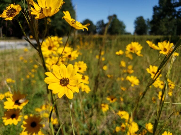 Obituaries – August 2025