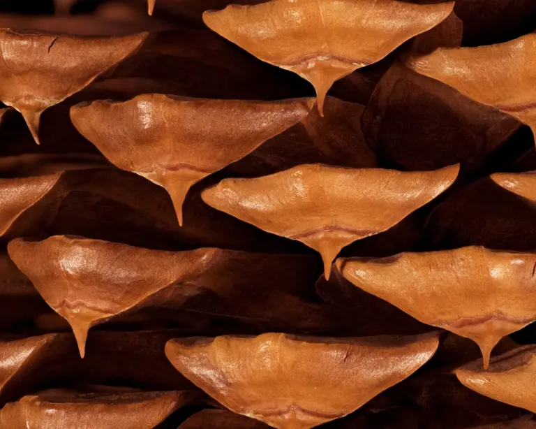 Local photographer challenges audiences to see pinecones anew