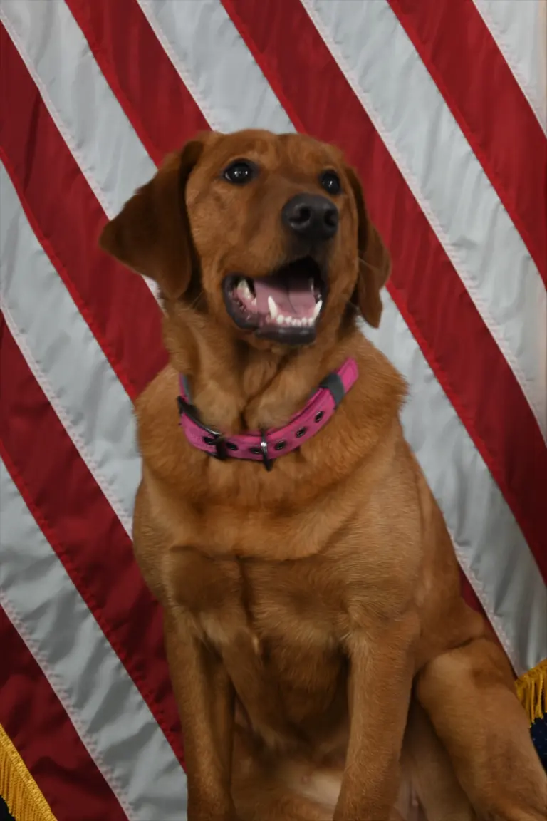 Murray police K9 Bonnie awarded protective vest (Press Release)