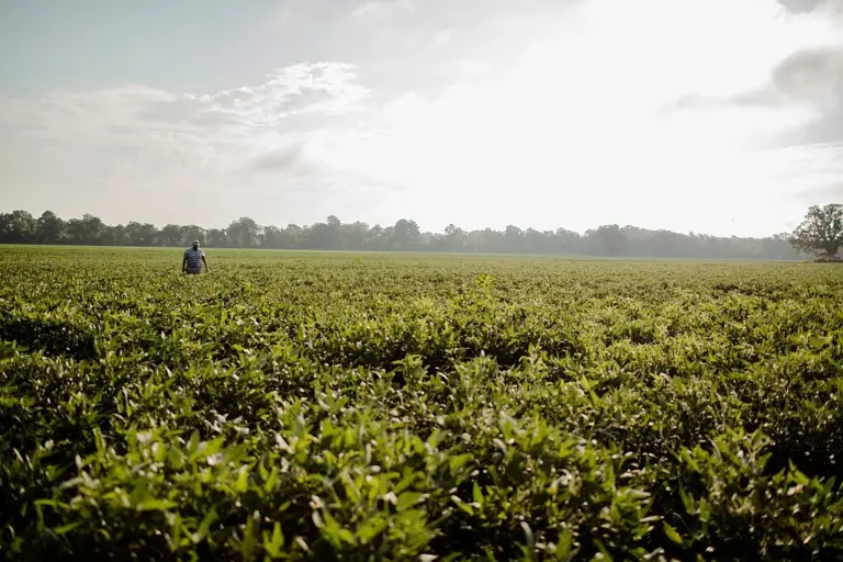 Kentucky soybean farmers optimistic about China trade deal