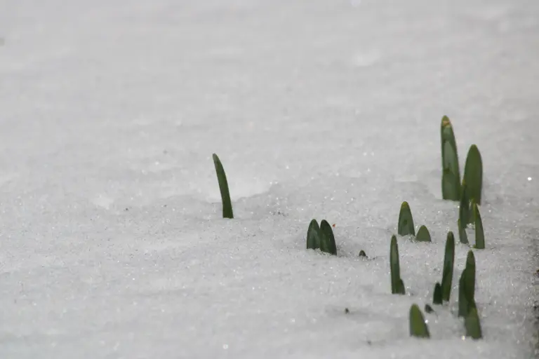 Obituaries – February 2026