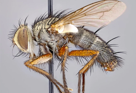 On the fly: Murray State biology professor discovers new species
