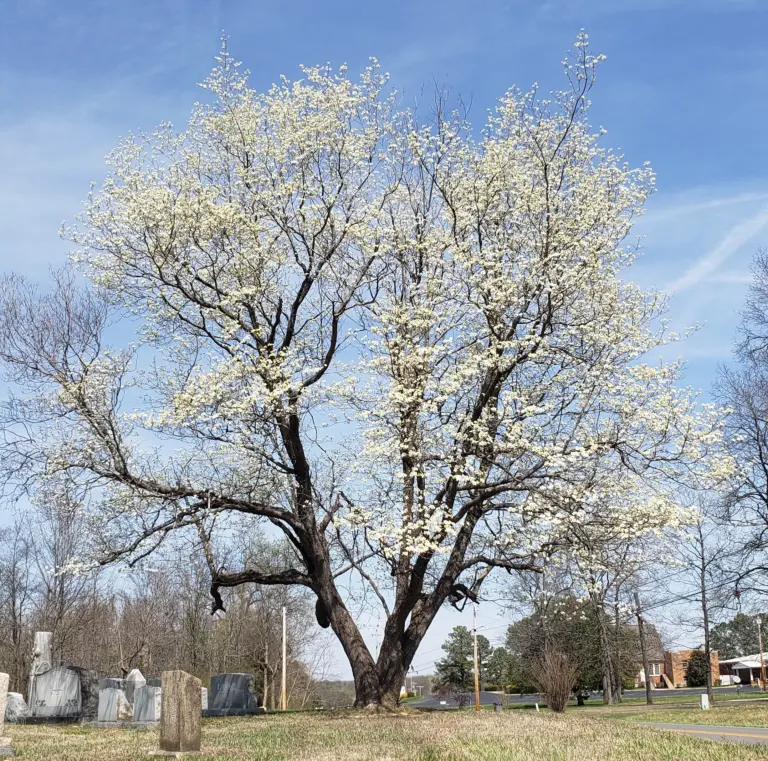 Obituaries – April 2026